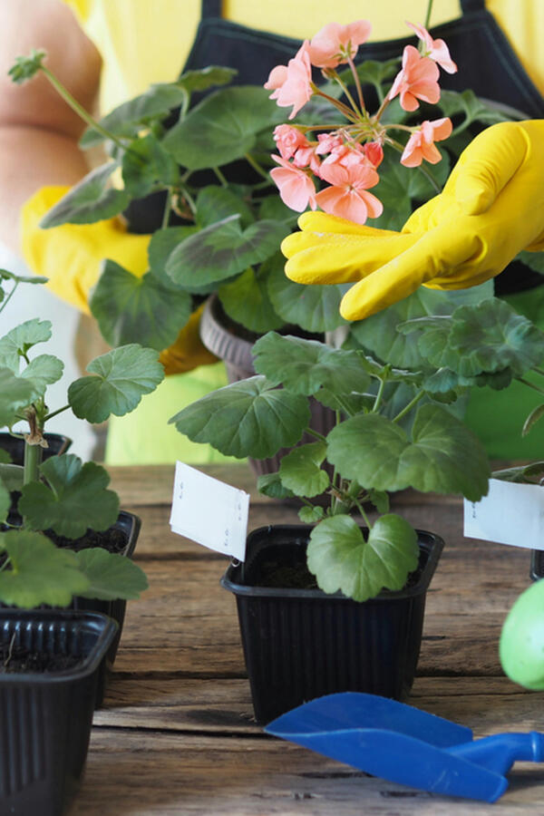 Mart je prekretnica za MUŠKATLE: Zalijte ih sa vodom u koju ste dodali 1 kašiku ovoga i probudite ih iz zimskog sna