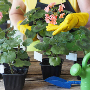 Mart je prekretnica za MUŠKATLE: Zalijte ih sa vodom u koju ste dodali 1 kašiku ovoga i probudite ih iz zimskog sna