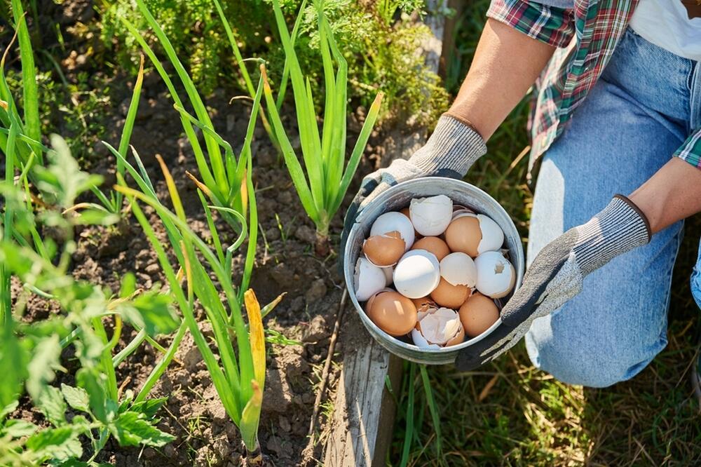 foto: Shutterstock / VH-studio