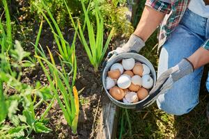 10 pametnih načina da iskoristite ljuske od jaja: Uštedećete novac, olakšati kućne poslove, cveće će vam biti zahvalno