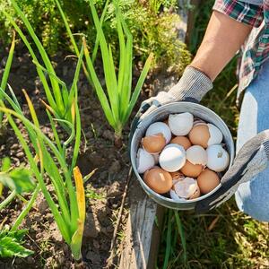 10 pametnih načina da iskoristite ljuske od jaja: Uštedećete novac, olakšati kućne poslove, cveće će vam biti zahvalno