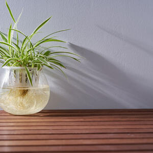 11 sobnih biljaka koje mogu da rastu u vodi: Nije im potrebna zemlja da bi napredovale