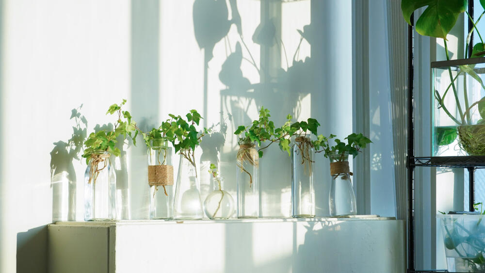 Engleski bršljan u vodi