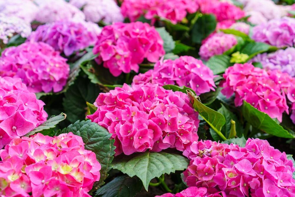 Koje vrste cveća je najbolje posaditi pored hortenzija?