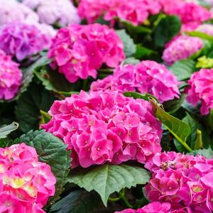 11 biljaka koje treba da posadite pored hortenzija: Udruženim snagama učiniće vašu baštu najlepšom u kraju