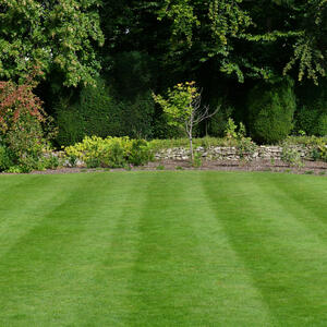 Gusta kao tepih, kad je zgazite miluje i bosa stopala: Saveti za sadnju i održavanje travnjaka da bude najlepši u ulici