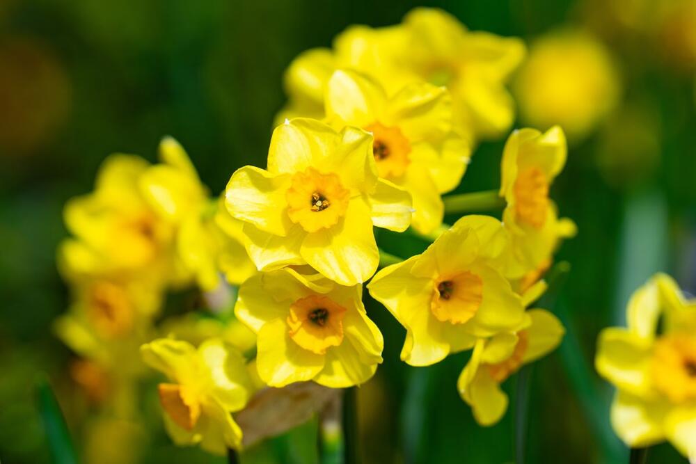 Zanimljivosti o narcisima