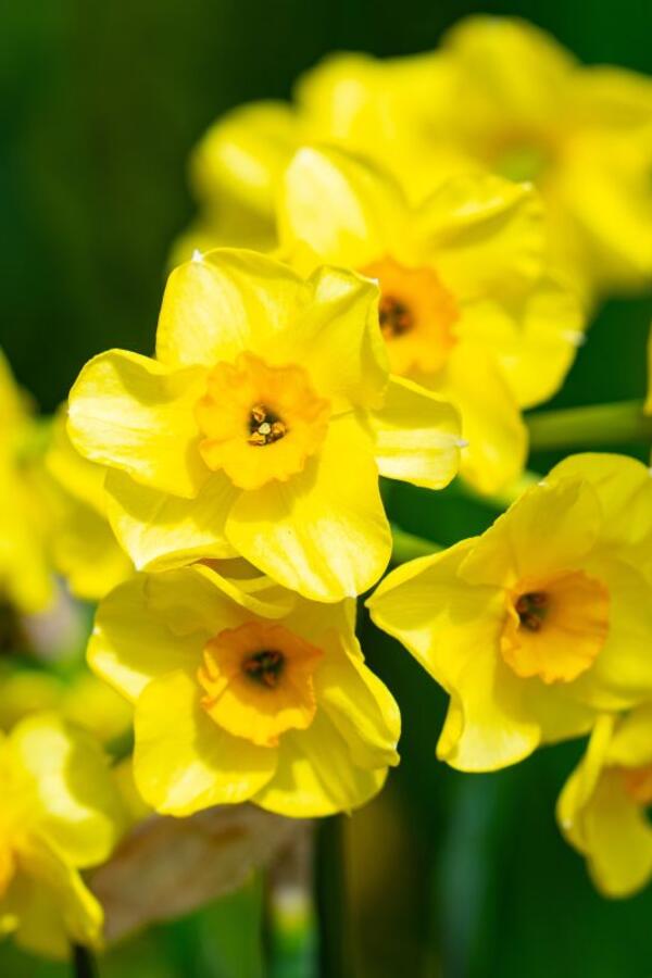 9 zanimljivosti o jednom od najlepših i najlakših cvetova za uzgajanje: Sve što ste želeli da znate o vesniku proleća