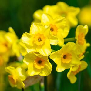 9 zanimljivosti o jednom od najlepših i najlakših cvetova za uzgajanje: Sve što ste želeli da znate o vesniku proleća
