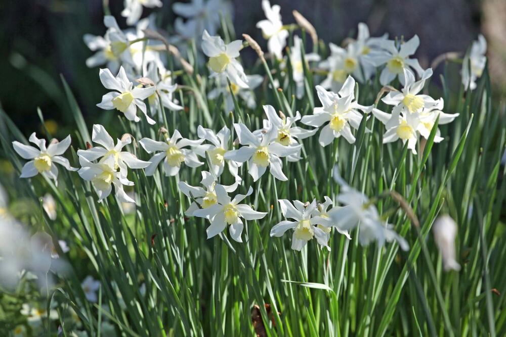 Ako volite bele narcise, evo važnog saveta