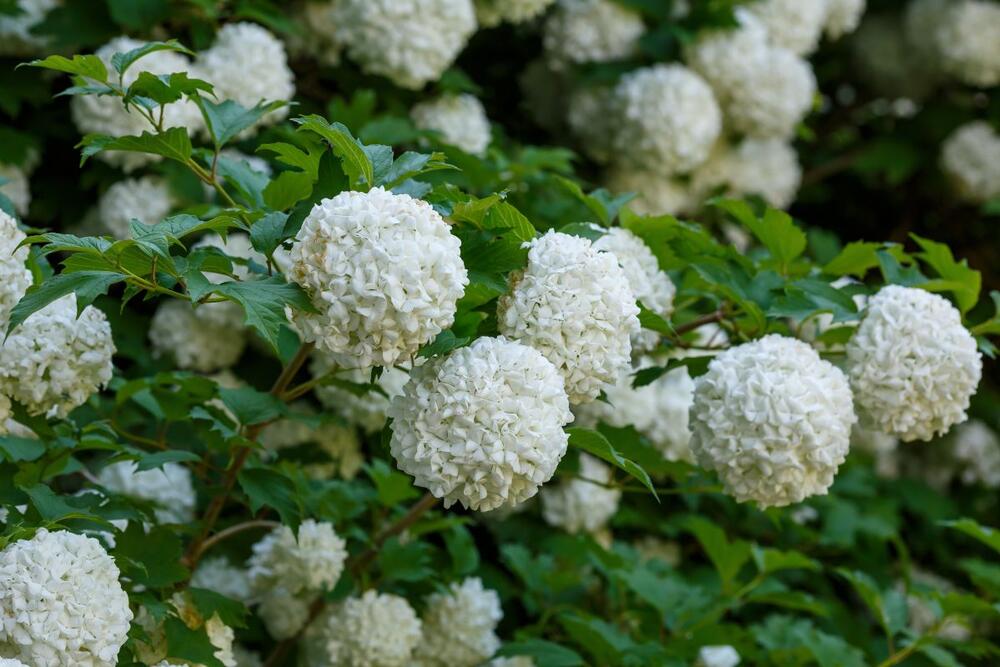 foto: Shutterstock/Flower_Garden