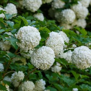 6 biljaka koje nikada ne bi trebalo da orezujete u martu: Tako ćete ih uništiti i ukloniti pupoljke pre vremena