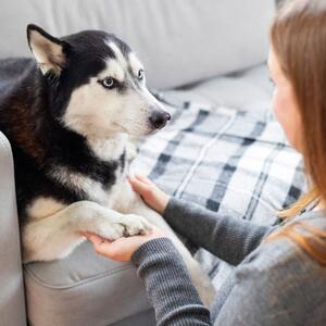 Trener koji je radio sa više hiljada pasa otkriva: Ove tri rase su najteže za dresuru