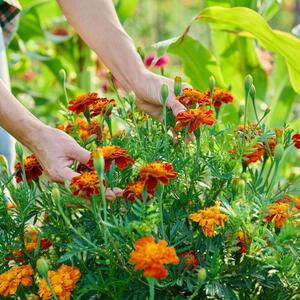 23 najboljih biljaka koje treba da posadite pored NEVENA: Imaćete veće useve i manje štetočina