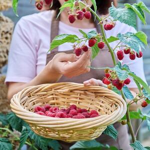 Da li se maline mogu gajiti na terasi? Detaljan vodič za početnike uz koji ćete već u septembru imati prve plodove