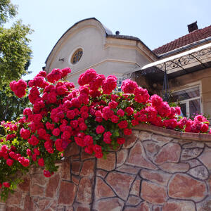 Kako i kada posaditi RUŽE PENJAČICE? Saveti za gajenje zbog kojih će vaše dvorište postati najmirisnije u celom kraju