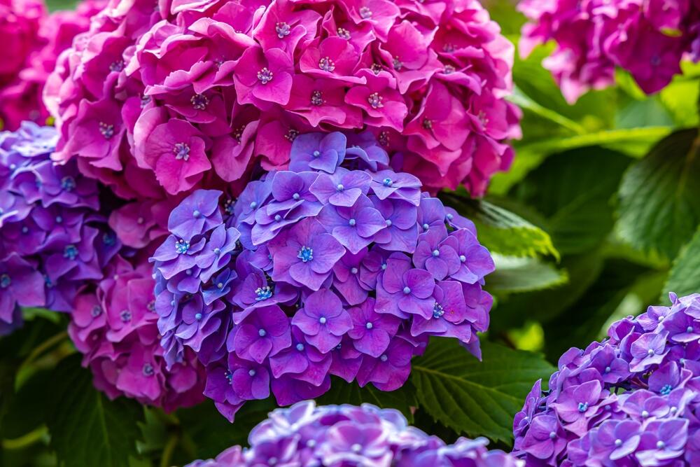Ružičaste i ljubičaste hortenzije u bašti