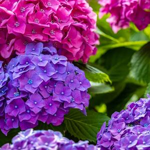 Ako su vam ruže i hortenzije blizu u bašti, ovo morate da znate: Da bi bile bujne i zdrave, imajte na umu jedno pravilo