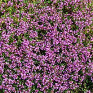 8 biljaka koje mogu da posluže kao živi malč: Odlične su za suzbijanje korova i zadržavanje vlage
