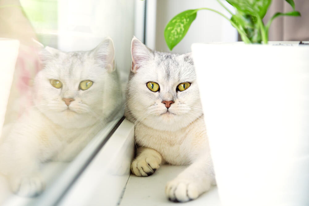 foto: Shutterstock/Lizavetta