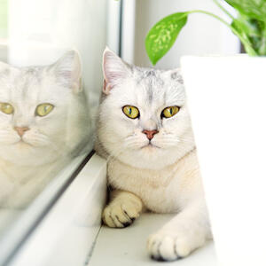 3 biljke koje treba da izbegavate ako imate mačku: Mogu ozbiljno da ugroze život vašeg ljubimca