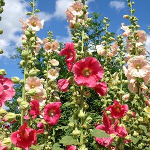 Nije zahtevan, a svakom vrtu daje prolećnu magiju: Ovaj cvet je ponos svakog dvorišta i skoro da sam brine o sebi