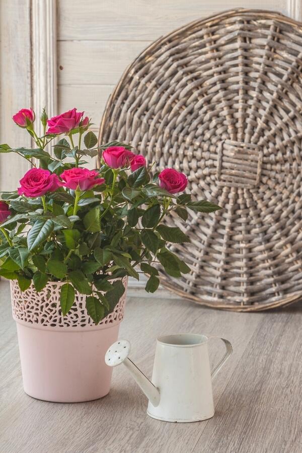 Traju godinama, cvetaju od aprila od decembra: Kada i kako posaditi MINI-RUŽE da opčine i one koji cveće ne vole?