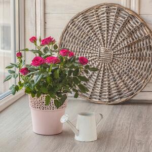 Traju godinama, cvetaju od aprila od decembra: Kada i kako posaditi MINI-RUŽE da opčine i one koji cveće ne vole?