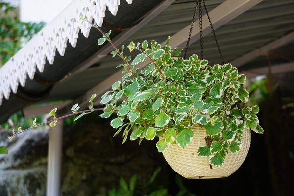 Tamjanika je i prelepa i korisna u svakom domu! Biljka poznata i kao Sveta Petka i hilandarski bosiljak se neguje lako