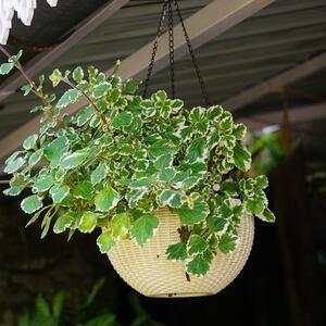 Tamjanika je i prelepa i korisna u svakom domu! Biljka poznata i kao Sveta Petka i hilandarski bosiljak se neguje lako