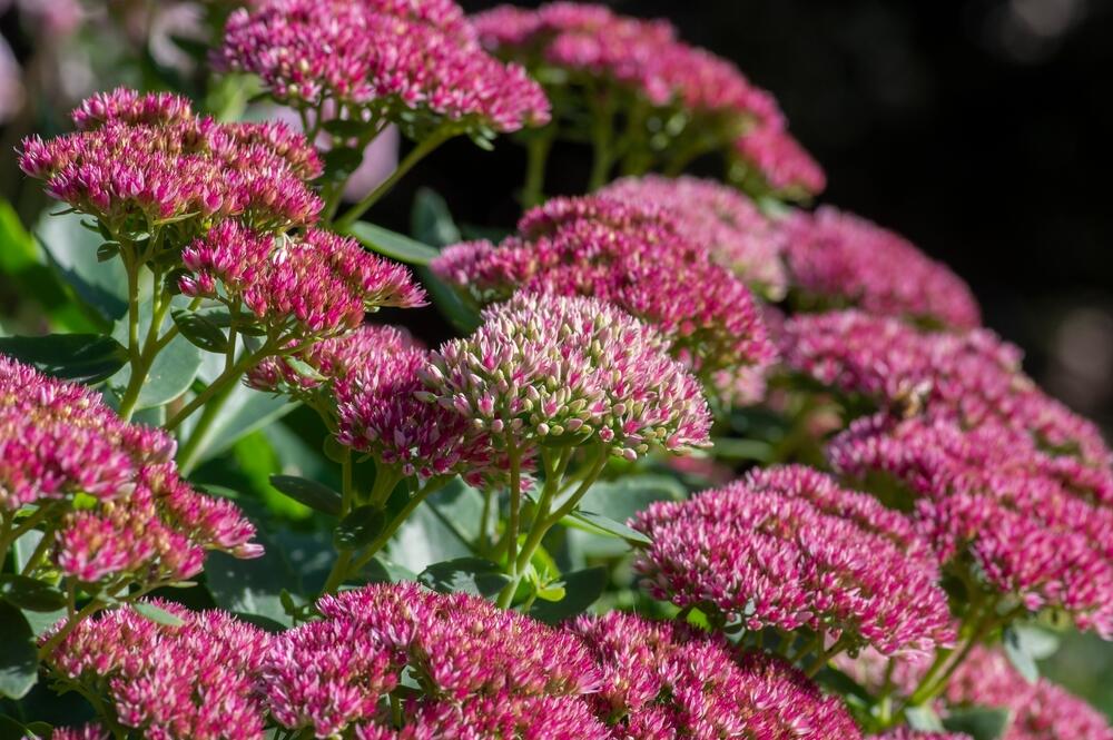 Žednjak svoju lepotu najjače pokazuje krajem leta