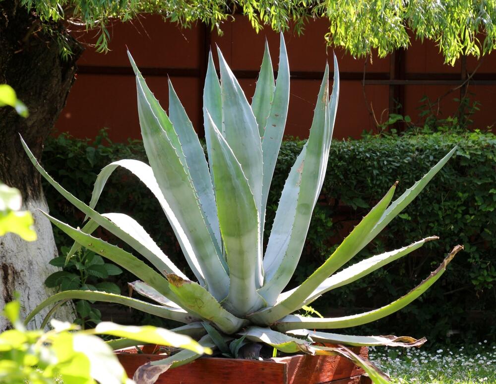 Izdržljivi listovi biljke agave