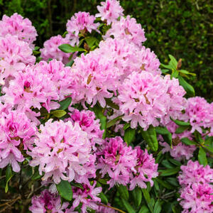 Kad se sadi, gde i kako se neguje RODODENDRON? 3 najbitnije stvari koje treba da znate o prelepom kralju svake bašte