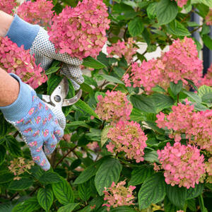 Zalivate i đubrite, a cveta ni na vidiku: Ovo je najveća greška u nezi biljaka zbog koje vaše žbunje nije bujno i lepo