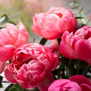 Danas ih posadite, a godinama uživate u njihovim cvetovima i mirisu: 5 višegodišnjih biljaka koje traže malo pažnje