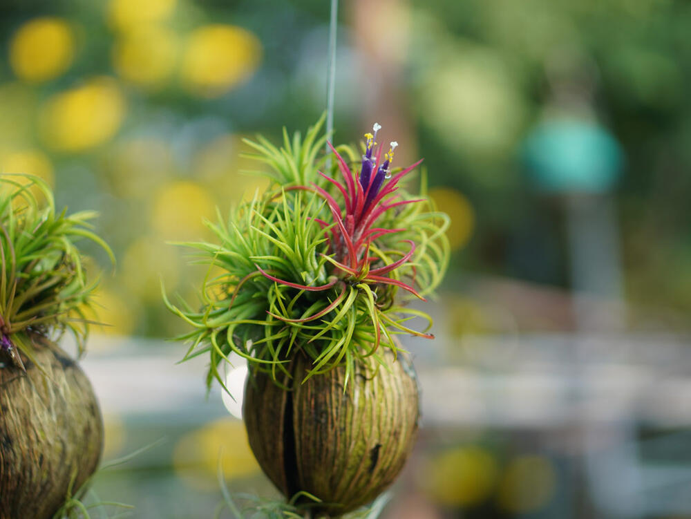 Zalivanje vazdušnih biljaka