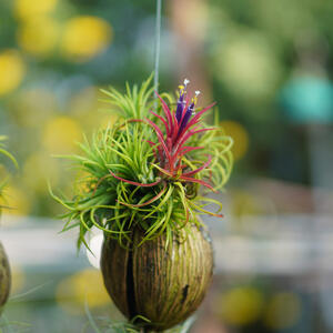 Kako se pravilno zalivaju vazdušne biljke? Sve o njihovoj nezi + najveće greške koje treba izbegavati