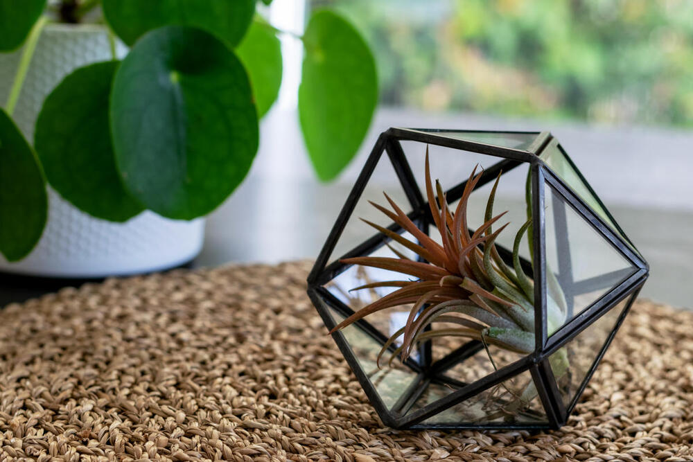 Koje greške u zalivanju vazdušnih biljaka treba izbegavati?