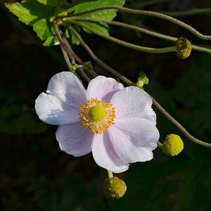 Do kasne jeseni ulepšava terasu ili vrt: Najljupkiji cvet se uzgaja jednostavno, a unosi romantiku i harmoniju