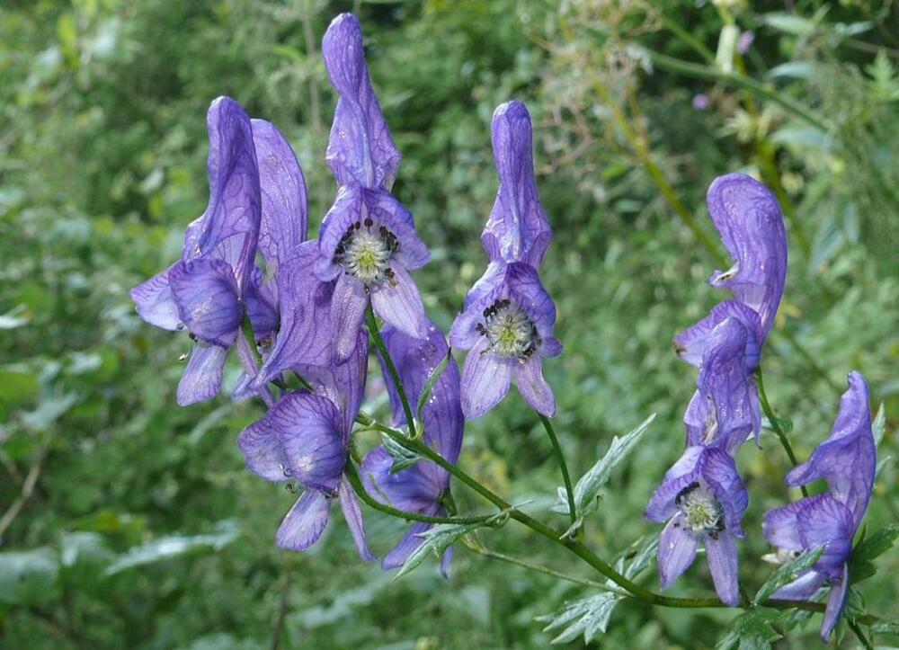 Plavoljubičasti jedić u vrtu