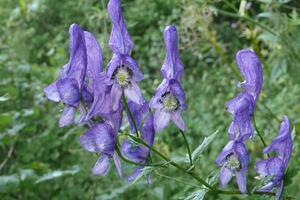 Lep, ali otrovan &ndash; i možda ga već imate u dvorištu! Ovaj cvet je ponos vrta, ali i najmanji kontakt može da bude opasan