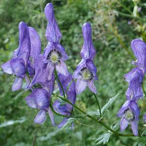 Lep, ali otrovan &ndash; i možda ga već imate u dvorištu! Ovaj cvet je ponos vrta, ali i najmanji kontakt može da bude opasan