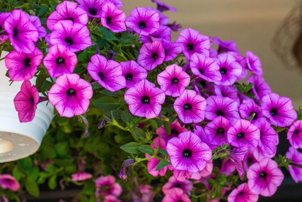 Šta se sadi u aprilu?