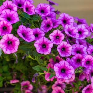 Koje cveće se sadi u aprilu? 9 vrsta biljaka koje su nezahtevne, a svojim predivnim cvetovima će ulepšati vašu baštu