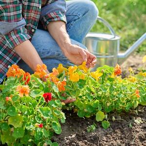 Za kratko vreme će vas nagraditi očaravajućim cvetovima: 8 biljaka koje brzo rastu učiniće vašu baštu najlepšom u kraju