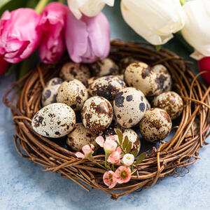 Kako ofarbati prepeličja jaja? 4 koraka do najlepših pastelnih (prirodnih) ili jarkih (kupovnih) boja