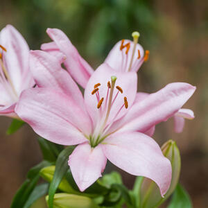 Malo koji cvet je lepši i mirišljaviji: Ljiljan se neguje lako, a napreduje i u vrtu, i na terasi, i u kući