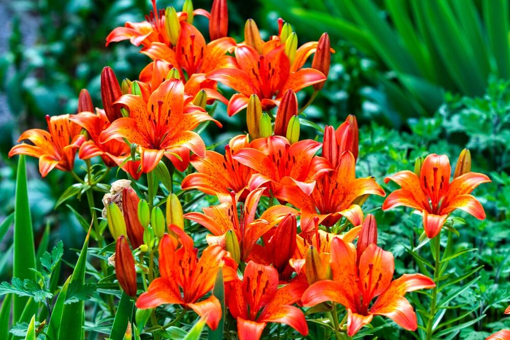 Narandžasti ljiljani u vrtu