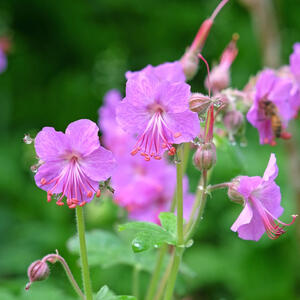 7 biljaka koje uspevaju u senovitim baštama: Otporne na sušu, a obožavaju hlad
