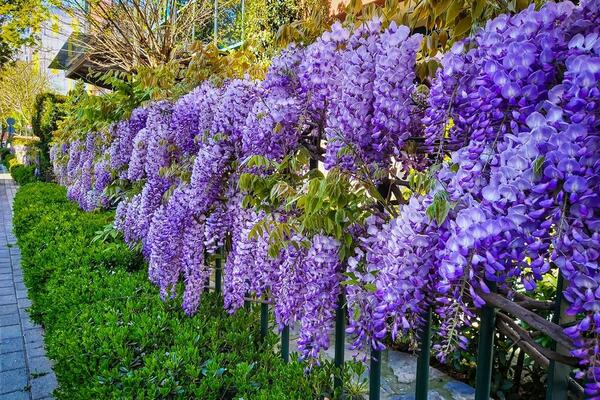 Kako da napravite najlepši "cvetni kišobran" u bašti? Saveti za gajenje GLICINIJE koja će postati zvezda svakog dvorišta